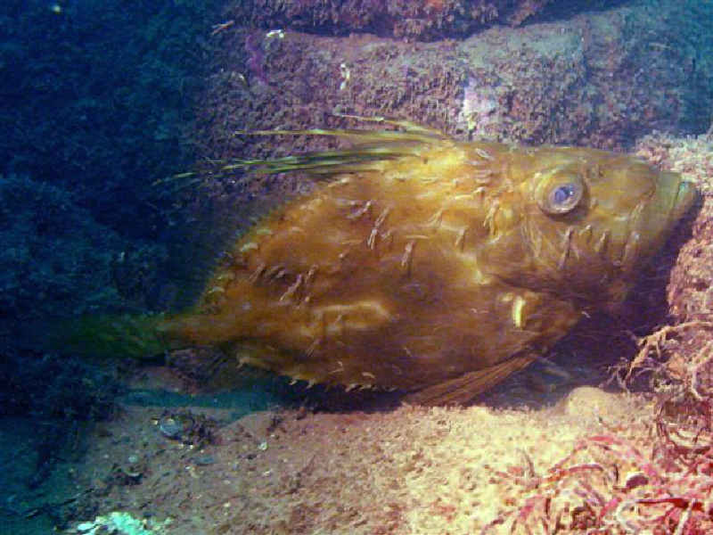 John dory infested with ectoparasites.