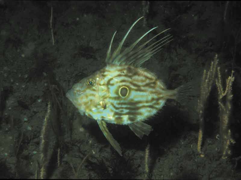 The John dory.