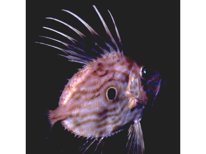 John dory. Note the spines and large spot.