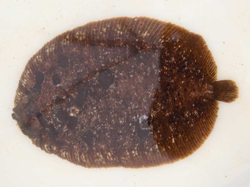 Image: Zeugopterus punctatus.
