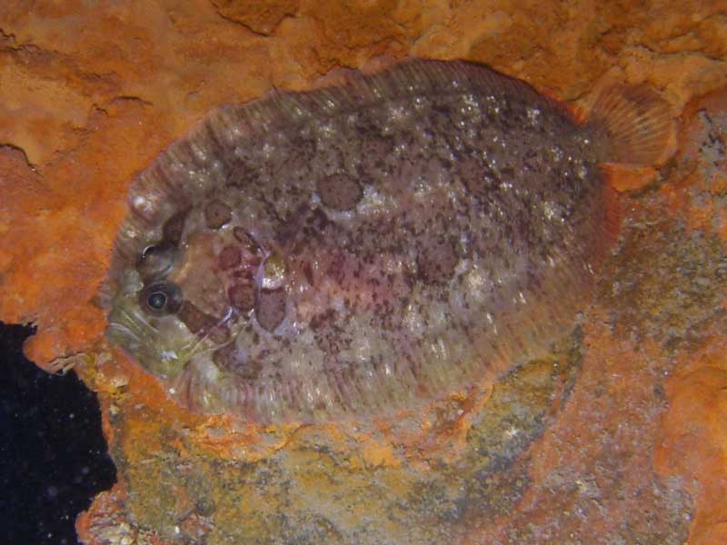 Zeugopterus punctatus on a rocky seabed.