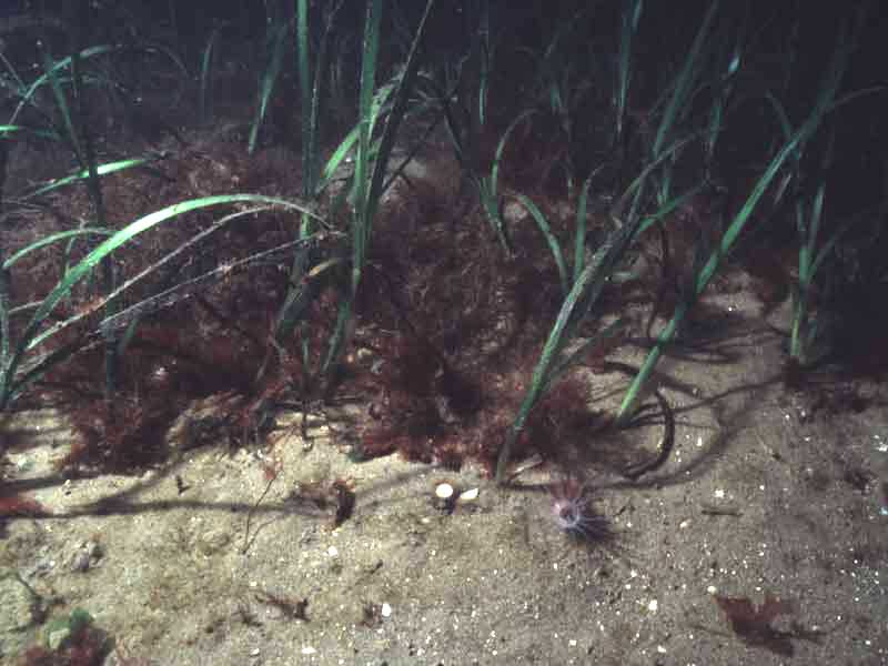 Image: Sea grass and burrowing anemone (Cerianthus lloydii) on shallow sand.