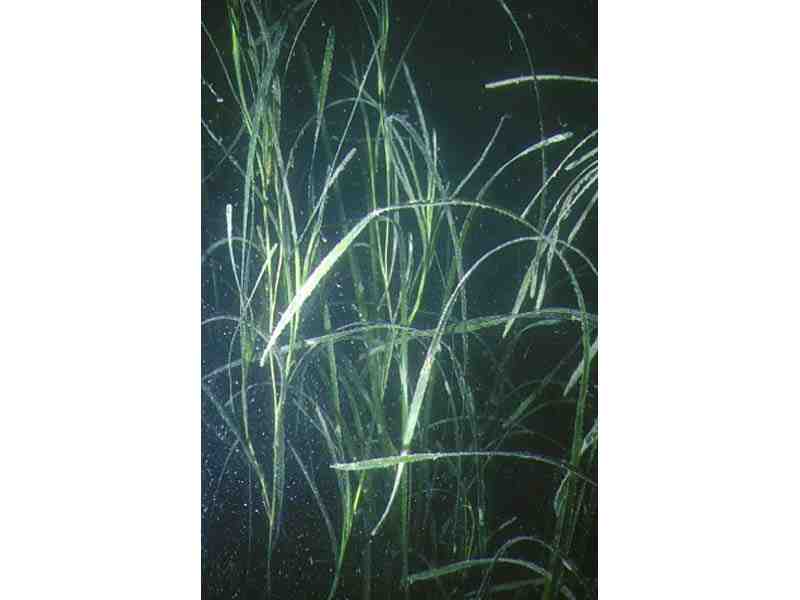 Zostera marina plants.