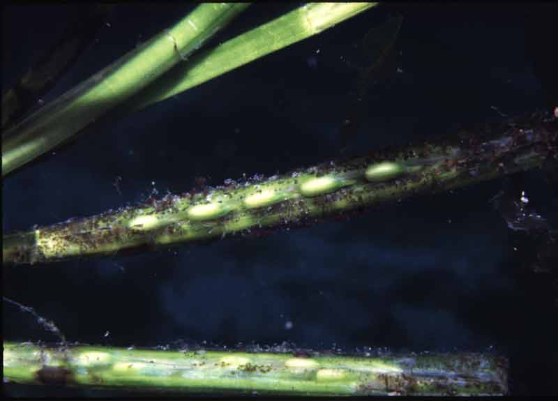 Zostera marina seeds.