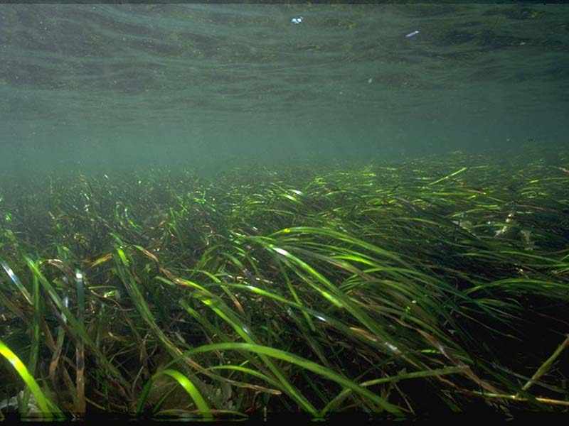 Bed of Zostera species.