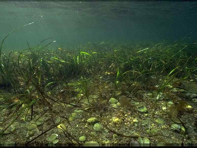 Zostera marina with maerl, gravel and shells.